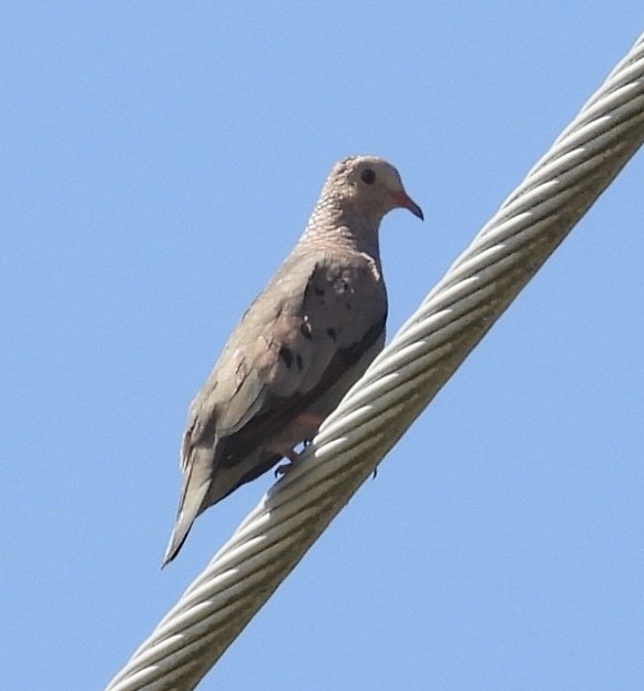 Common Ground Dove - ML641663253