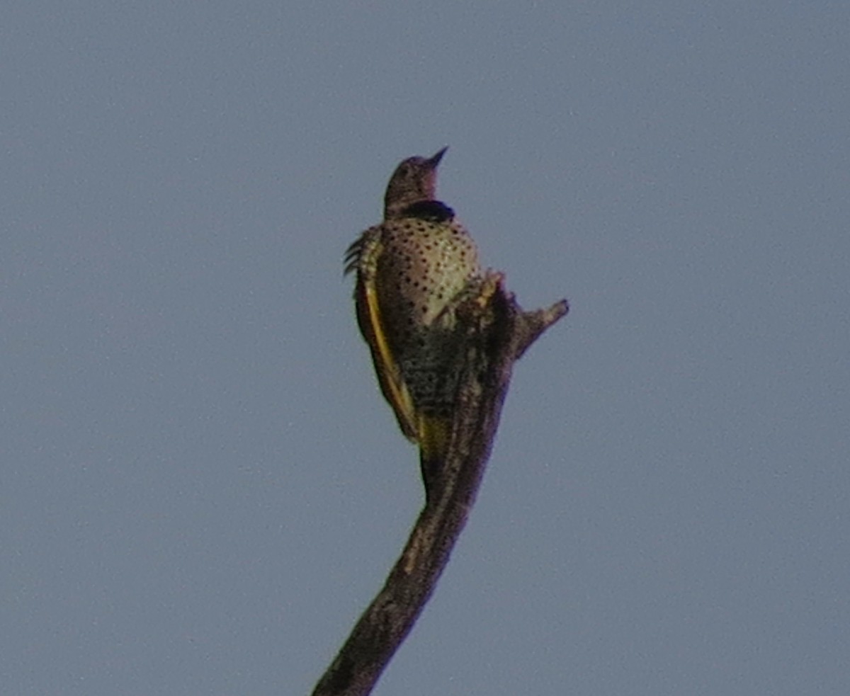 Carpintero Escapulario - ML641663256