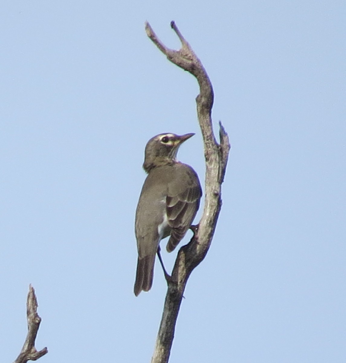 Zorzal Americano - ML641663264