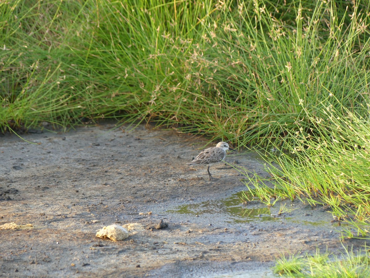 Sanderling - ML641663283