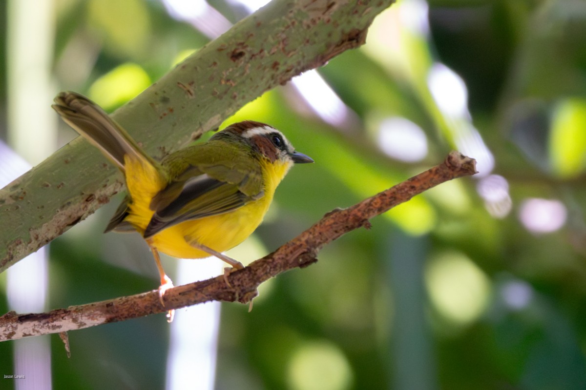 Chestnut-capped Warbler - ML641663286