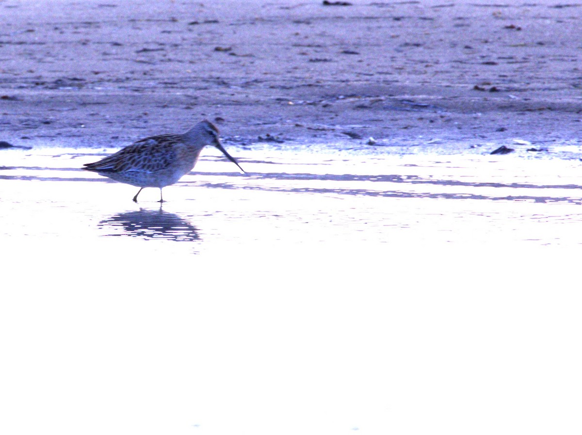 Short-billed Dowitcher - ML641663299