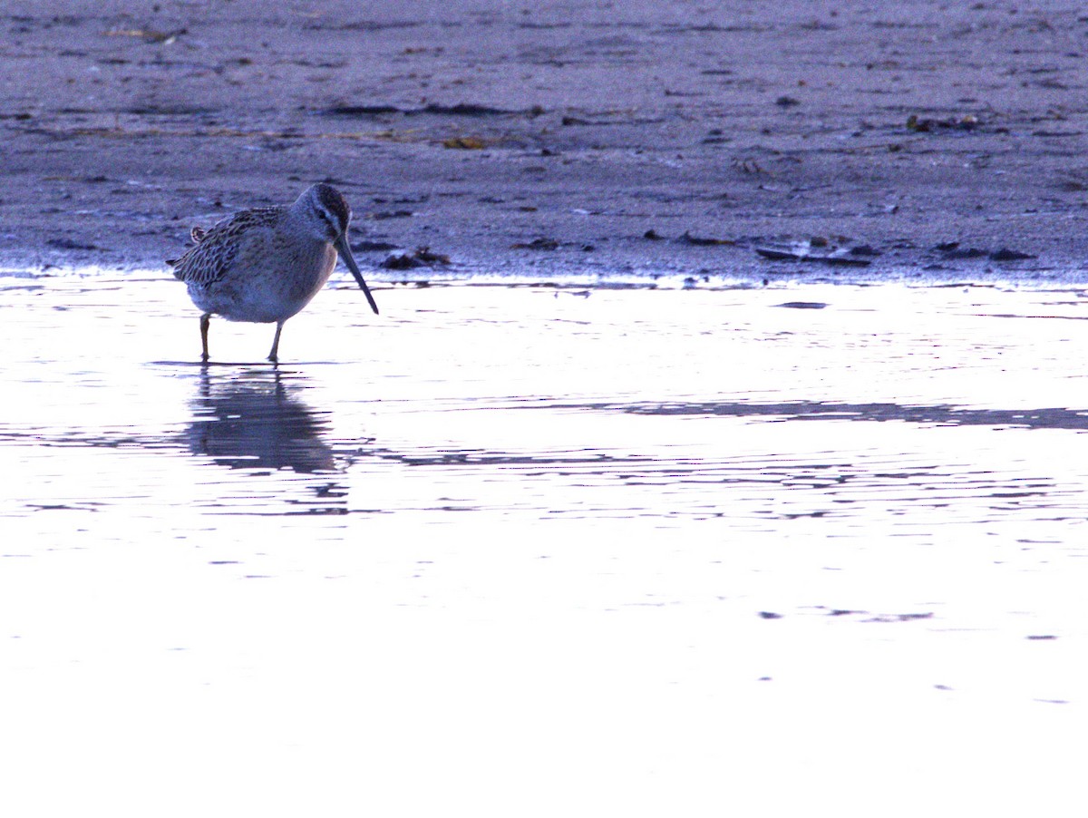 Short-billed Dowitcher - ML641663300