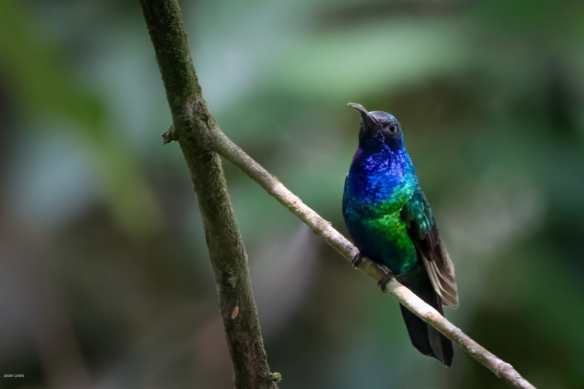 Santa-Marta-Degenflügel - ML641663308