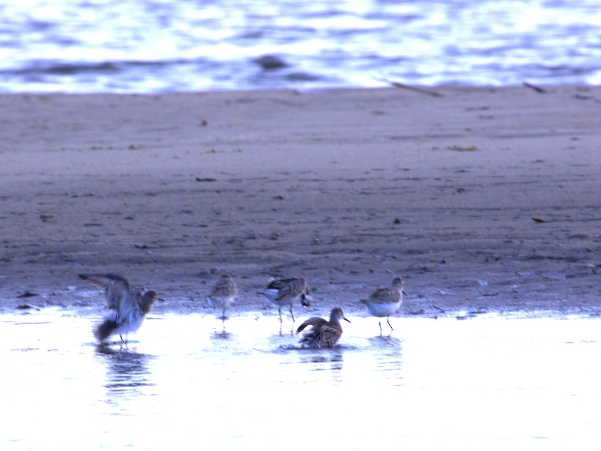 Western Sandpiper - ML641663320