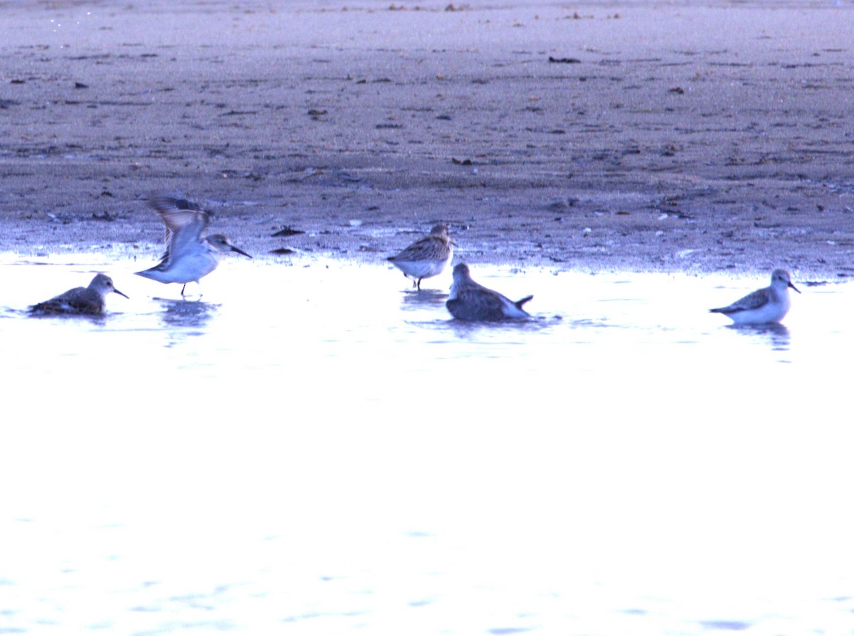 Western Sandpiper - ML641663321