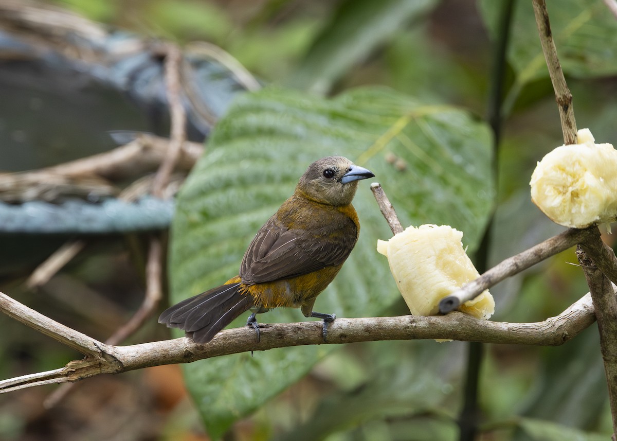 Scarlet-rumped Tanager (Passerini's) - ML641663322