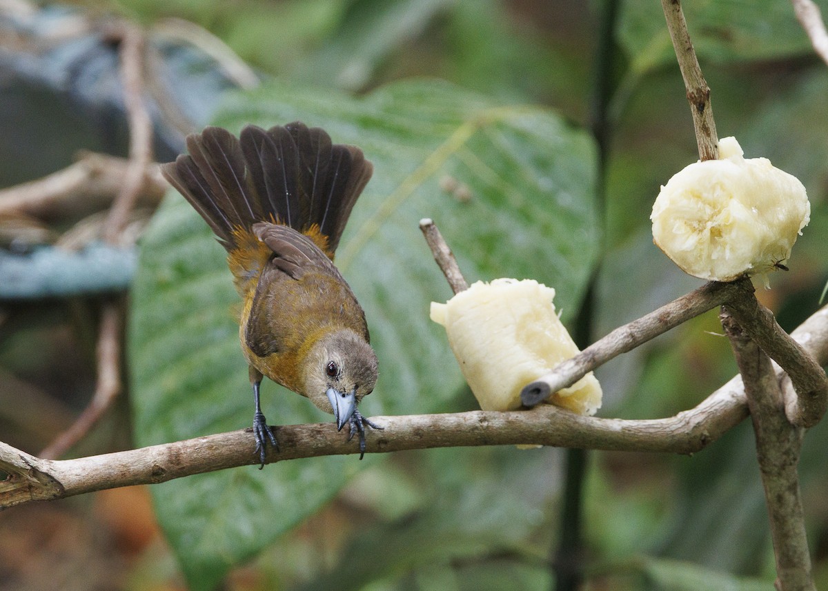 Scarlet-rumped Tanager (Passerini's) - ML641663323