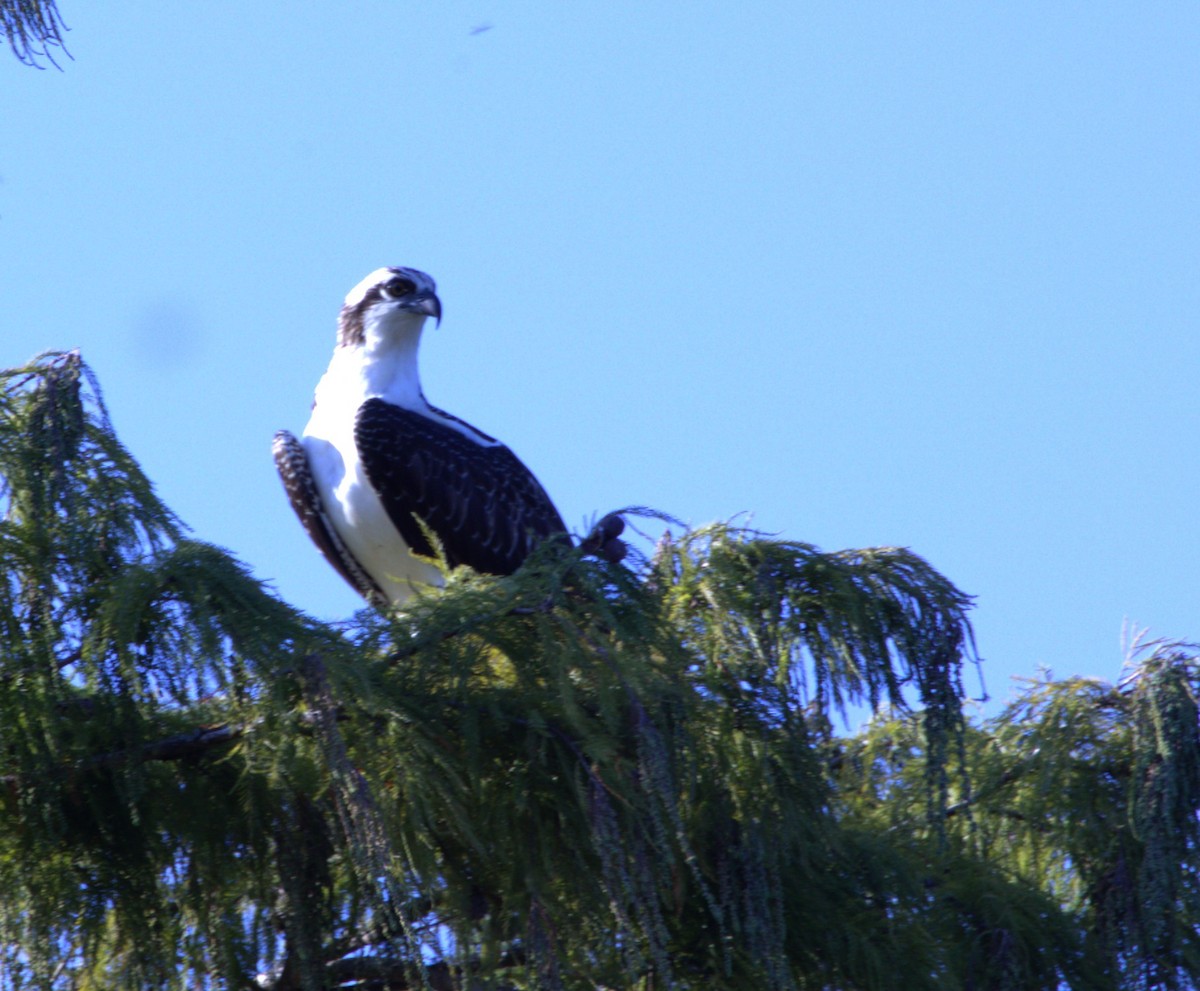 Osprey - ML641663335
