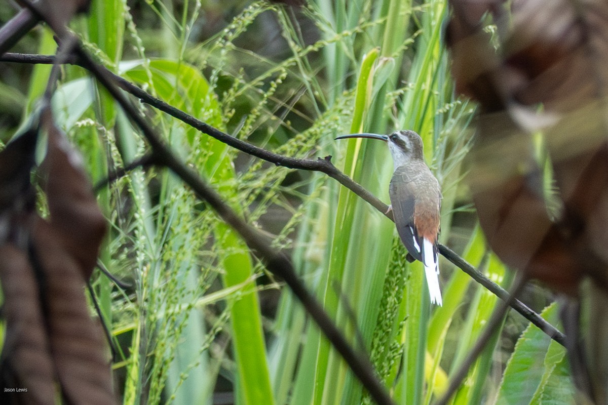 Sooty-capped Hermit - ML641663336