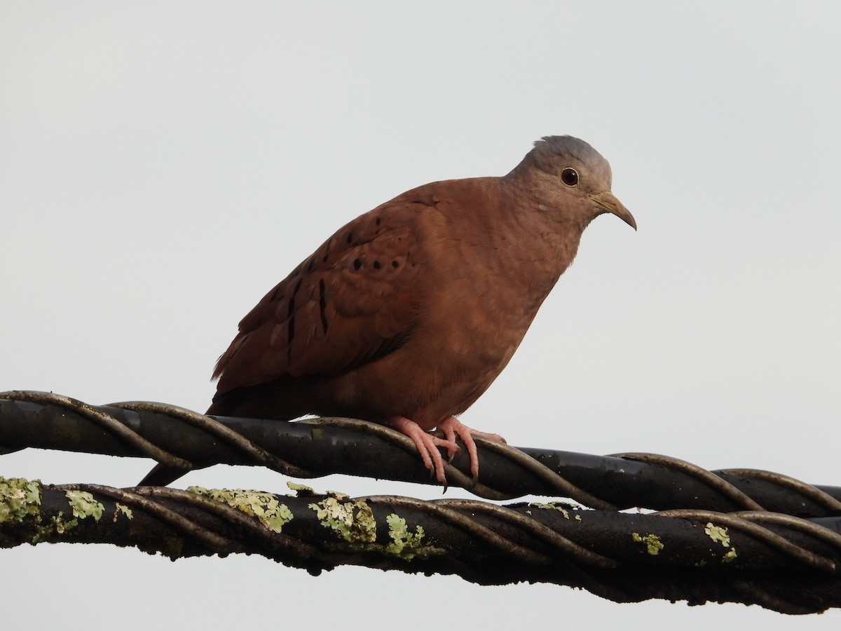 Ruddy Ground Dove - ML641663338