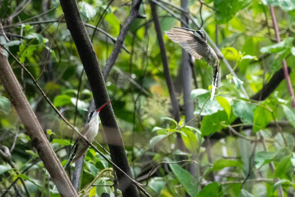Sooty-capped Hermit - ML641663345