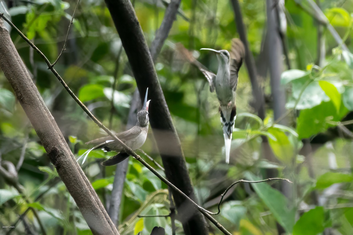 Sooty-capped Hermit - ML641663349