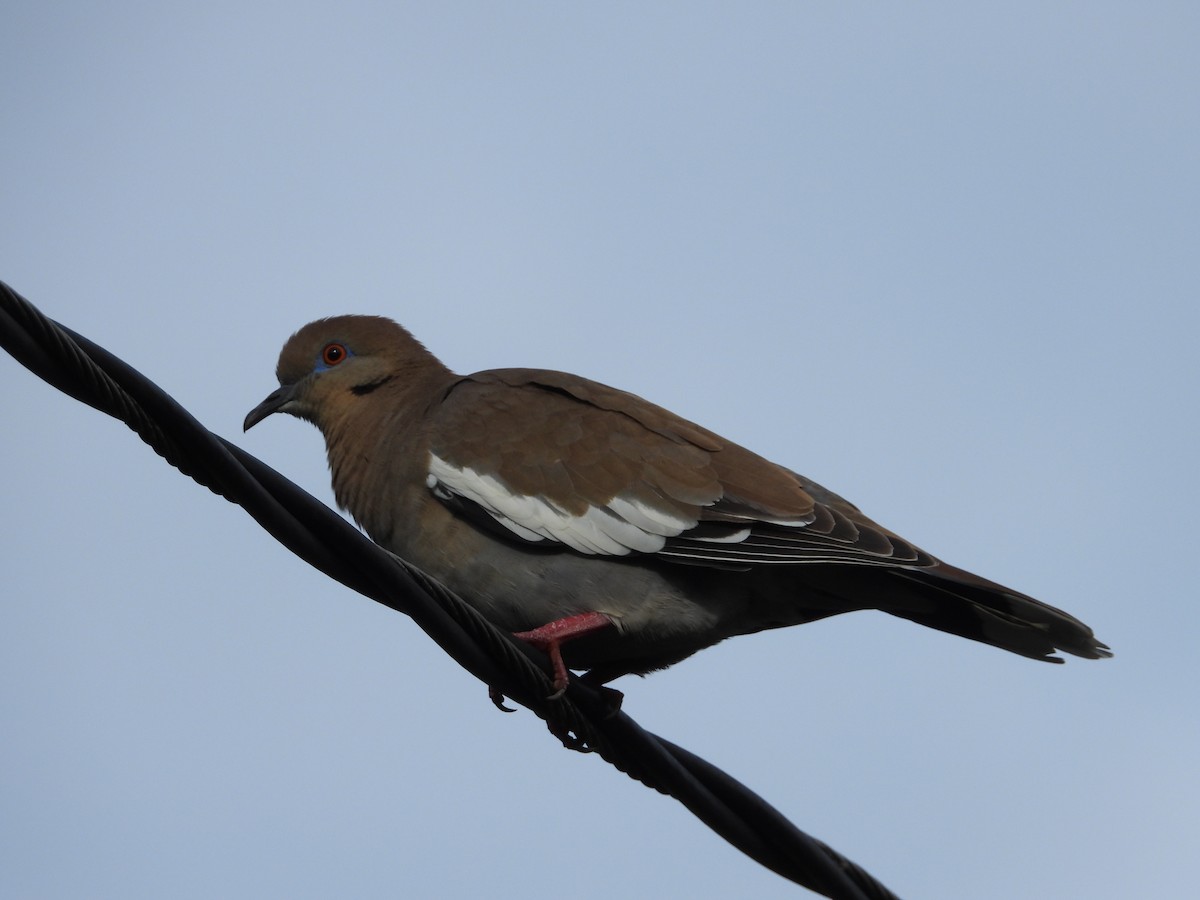 White-winged Dove - ML641663354