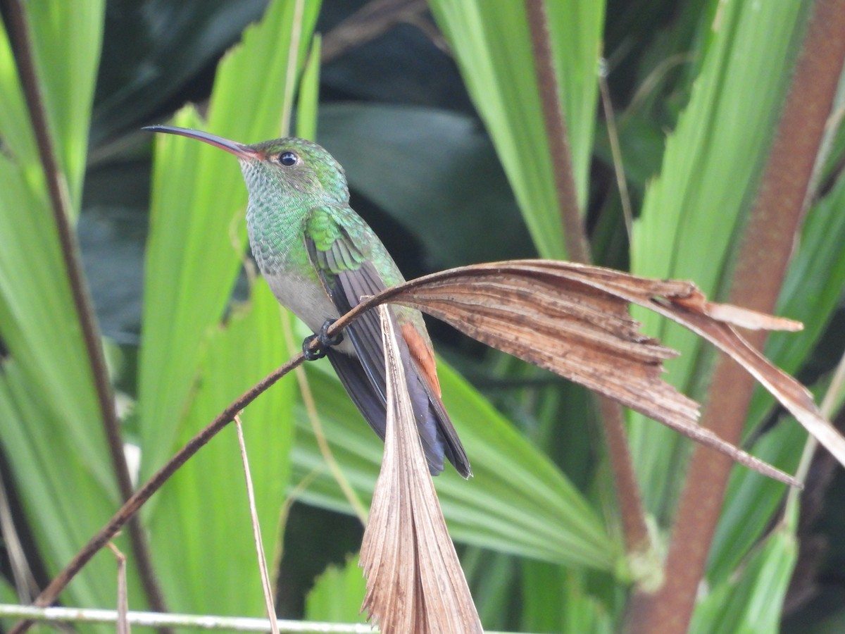 Rufous-tailed Hummingbird - ML641663355