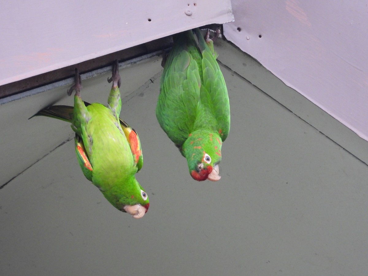 Red-lored Amazon - ML641663362