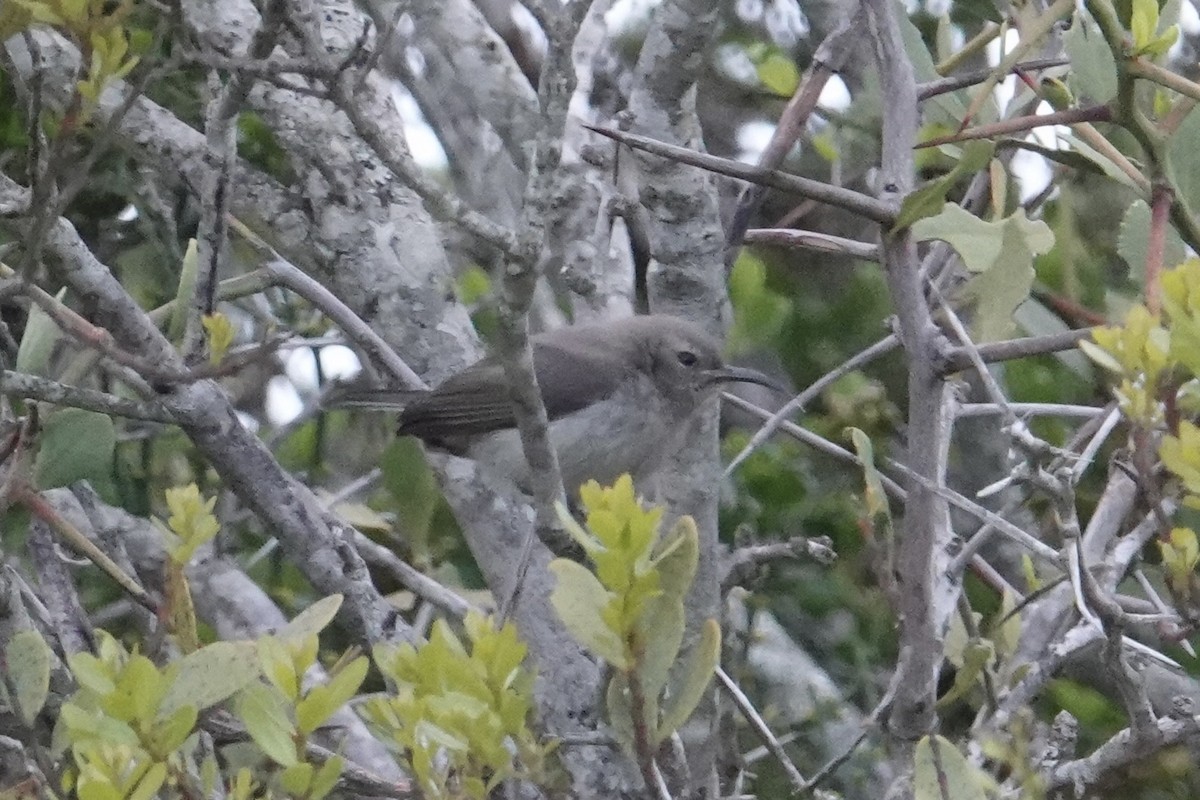 Southern Double-collared Sunbird - ML641663369