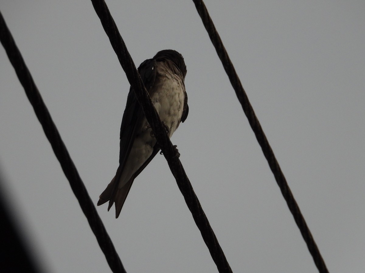 Gray-breasted Martin - ML641663370