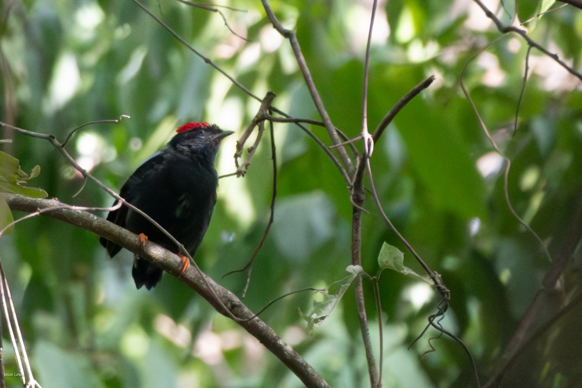 Lance-tailed Manakin - ML641663374