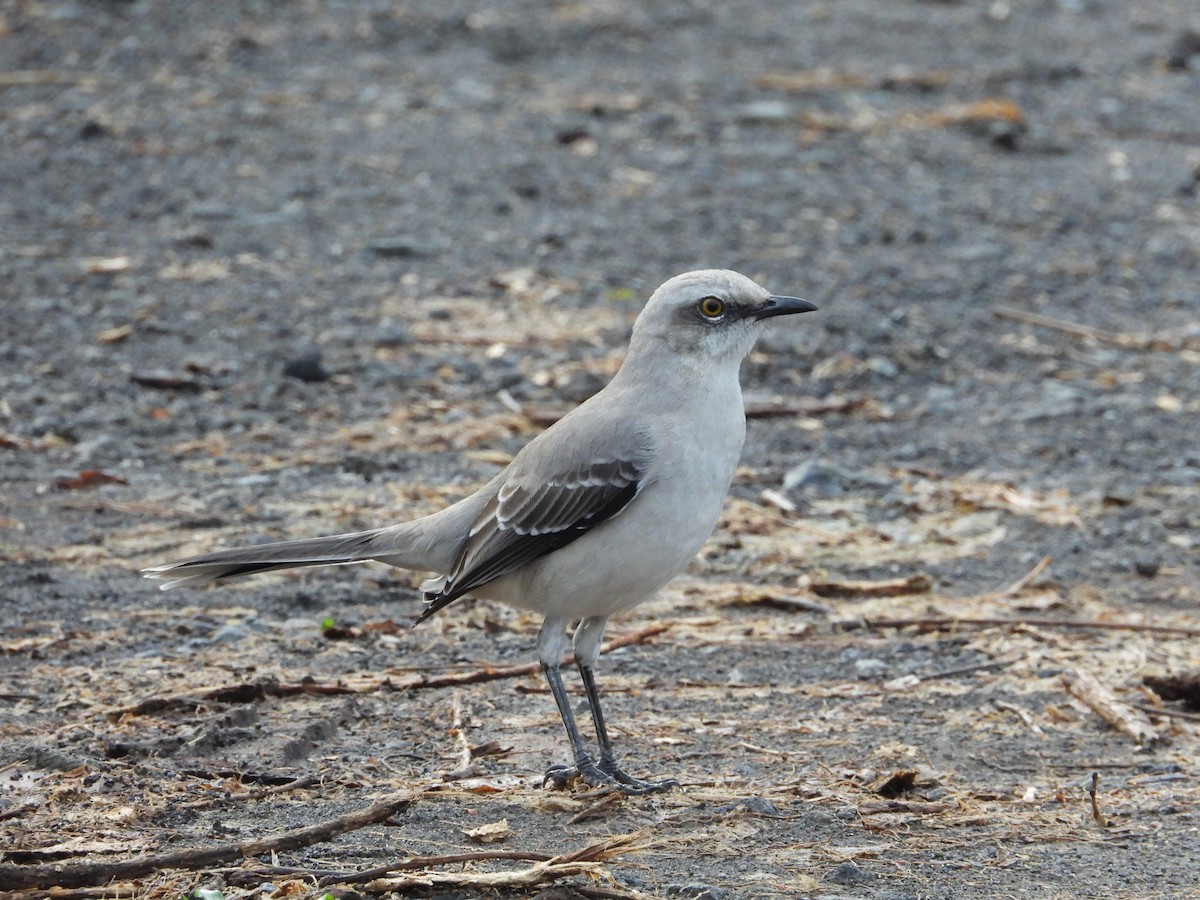 Tropical Mockingbird - ML641663383
