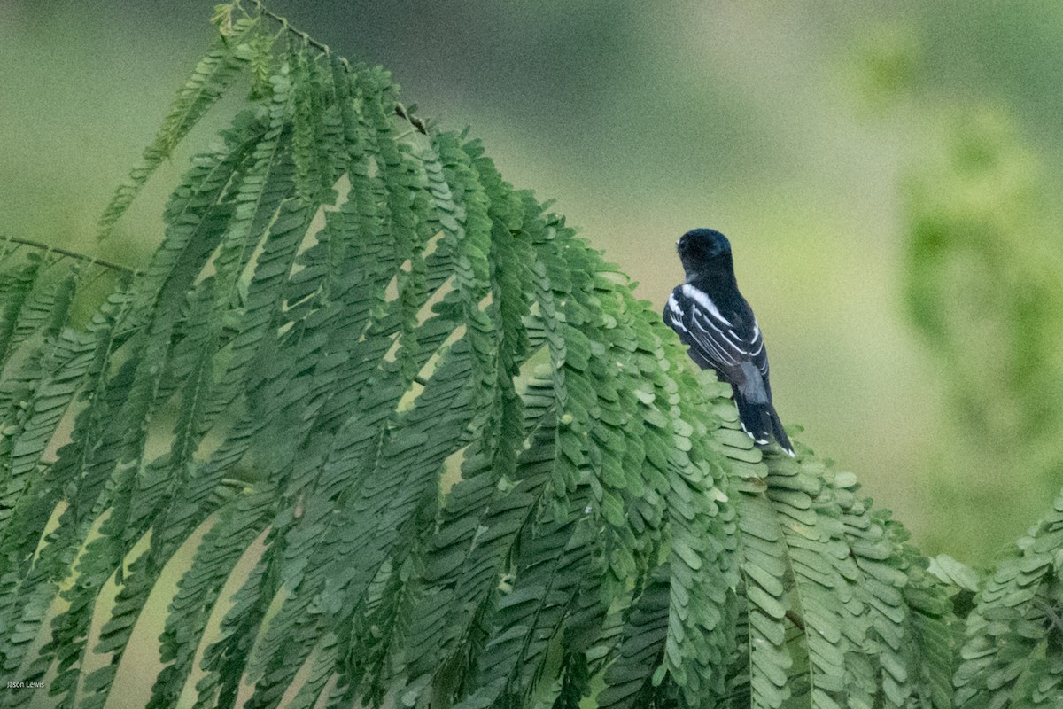 White-winged Becard - ML641663384