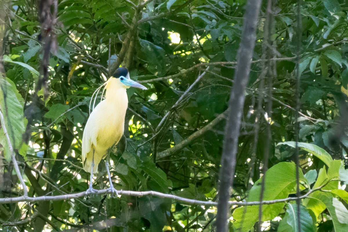 Capped Heron - ML641663407