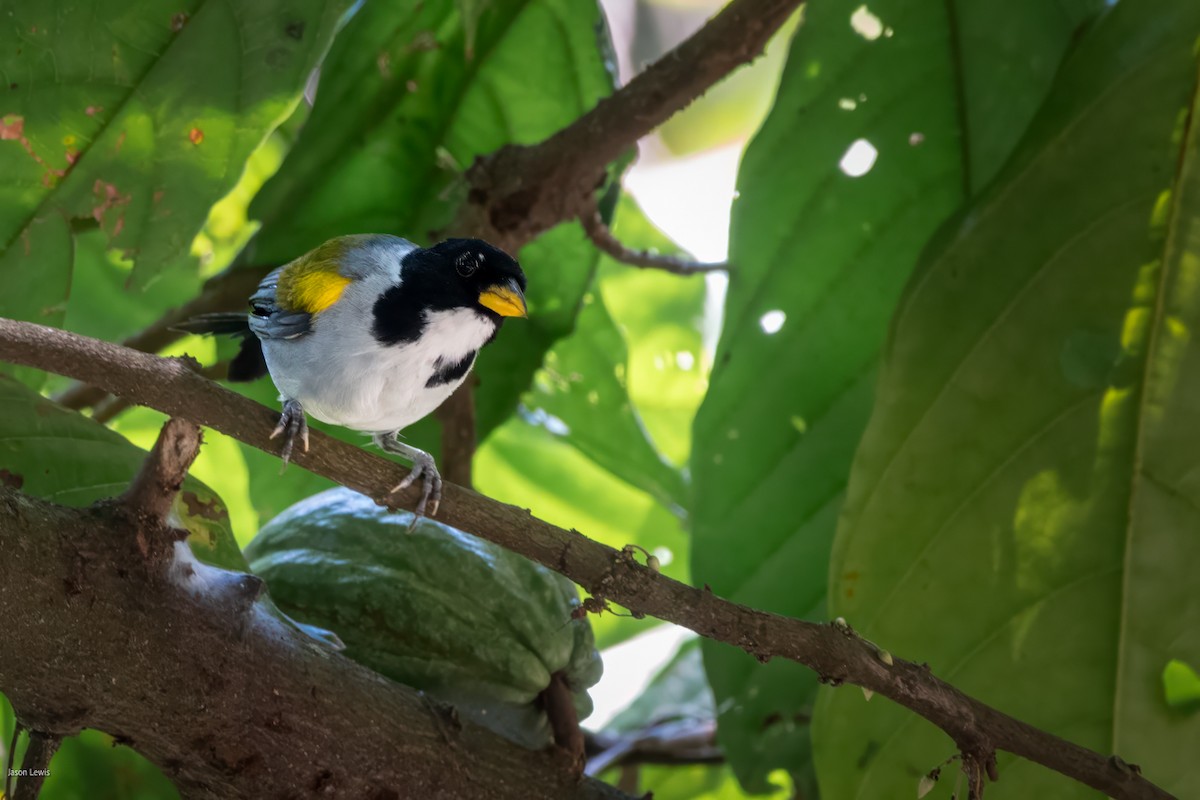 Golden-winged Sparrow - ML641663423