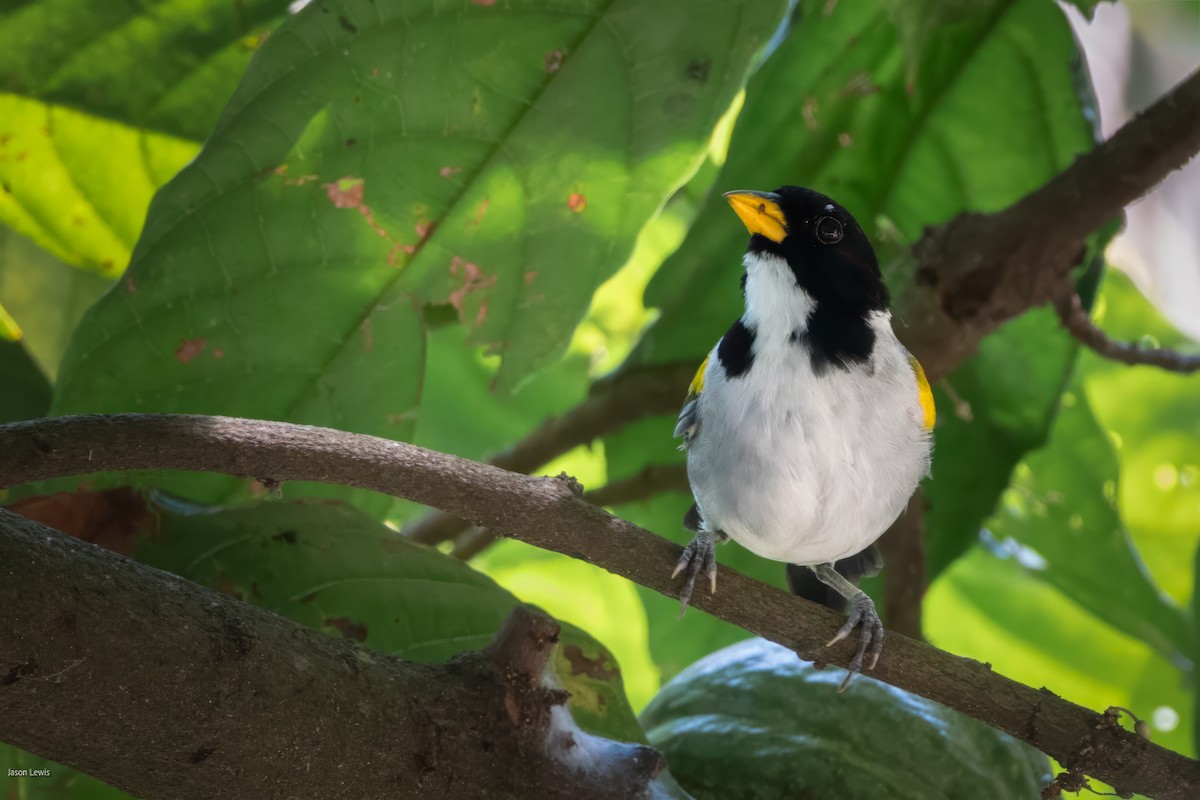 Golden-winged Sparrow - ML641663424