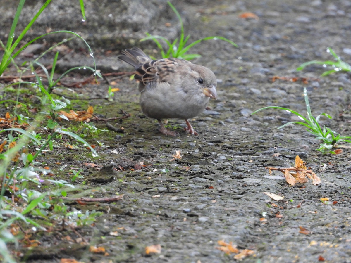 דרור הבית - ML641663425