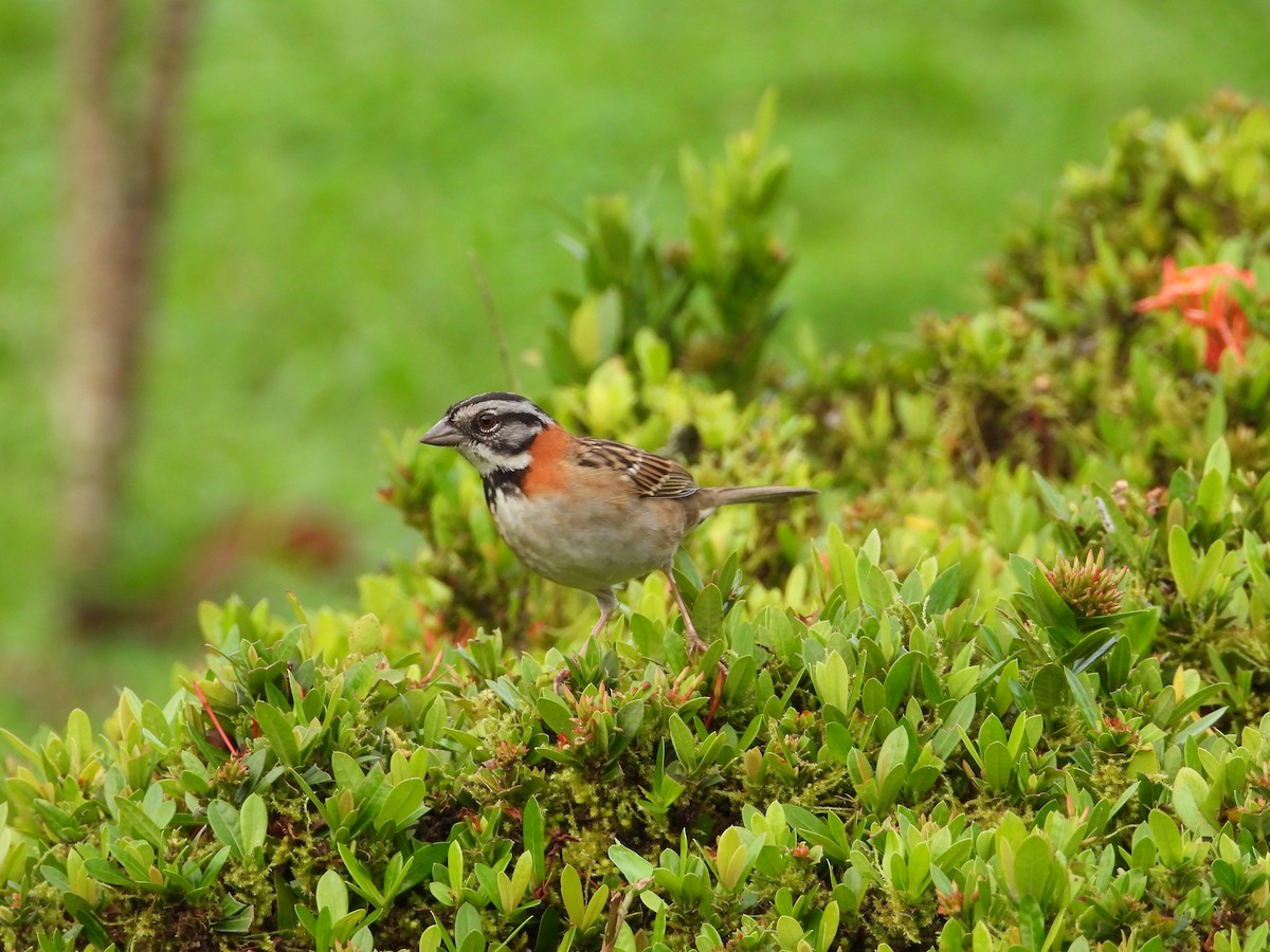 Rufous-collared Sparrow - ML641663448