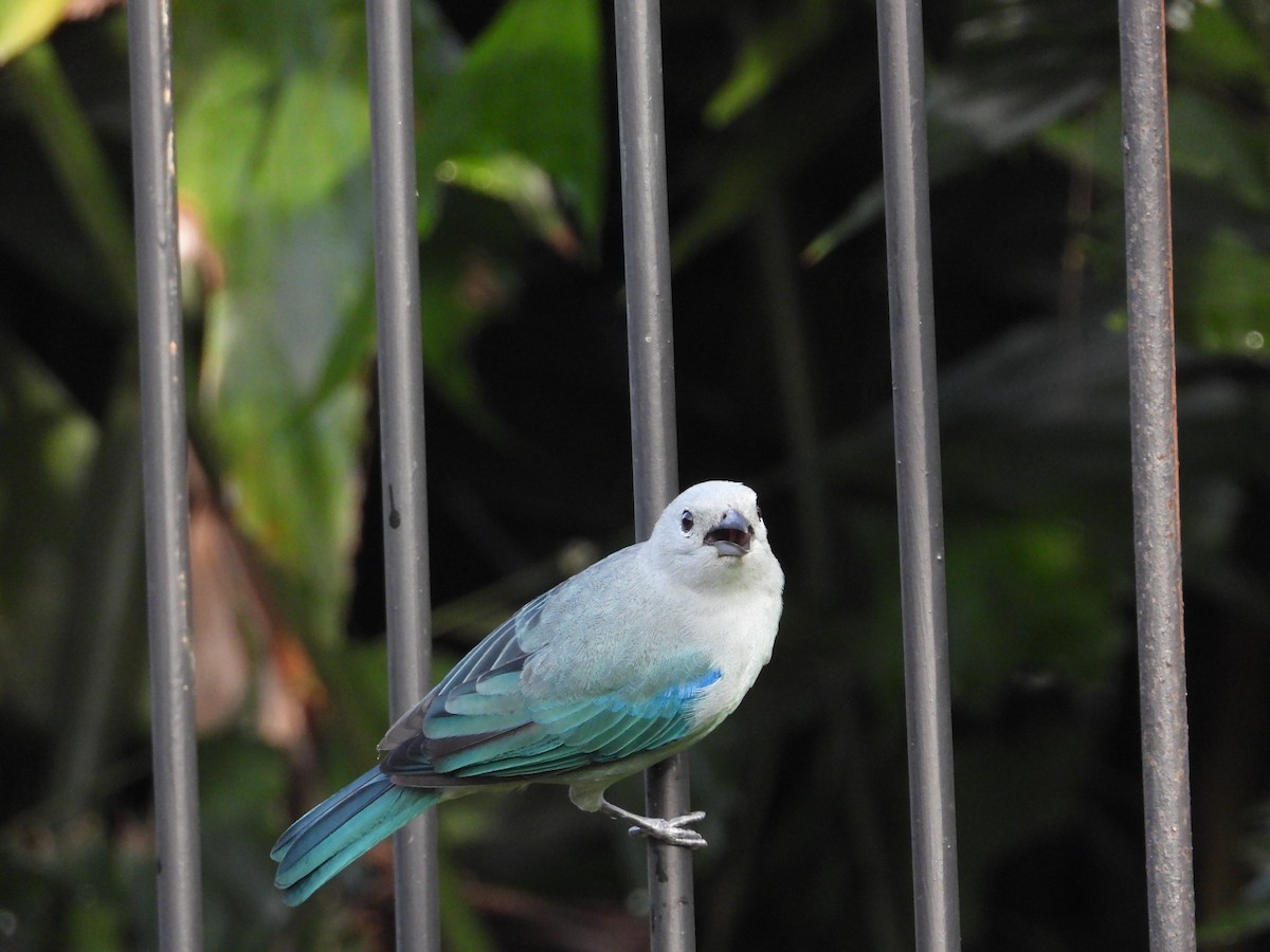 Blue-gray Tanager - ML641663450