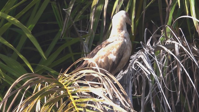 Palm-nut Vulture - ML641663458