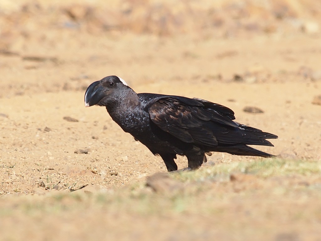 Corbeau corbivau - ML641663460