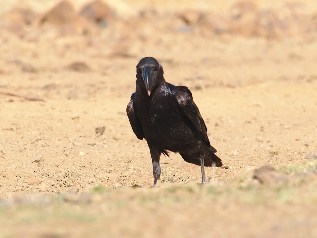 Corbeau corbivau - ML641663461