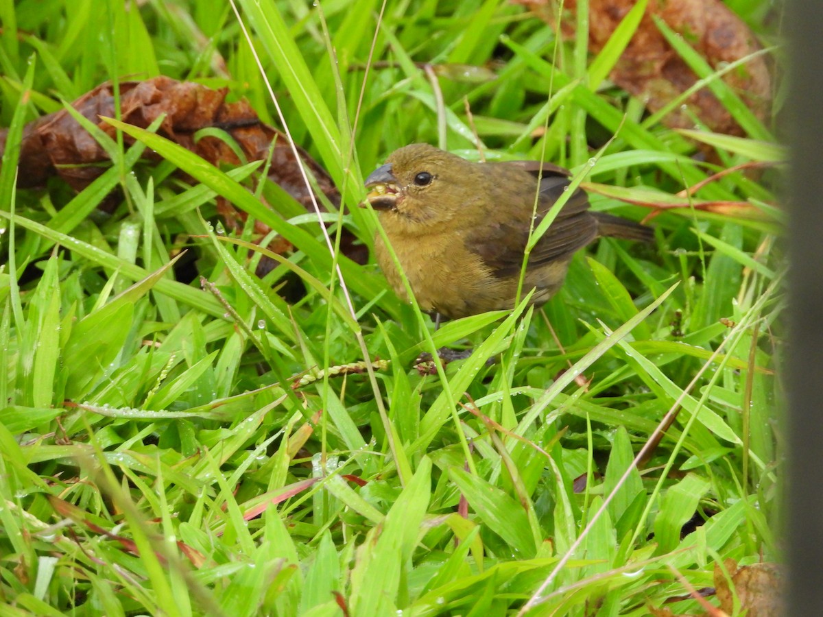 Variable Seedeater - ML641663463