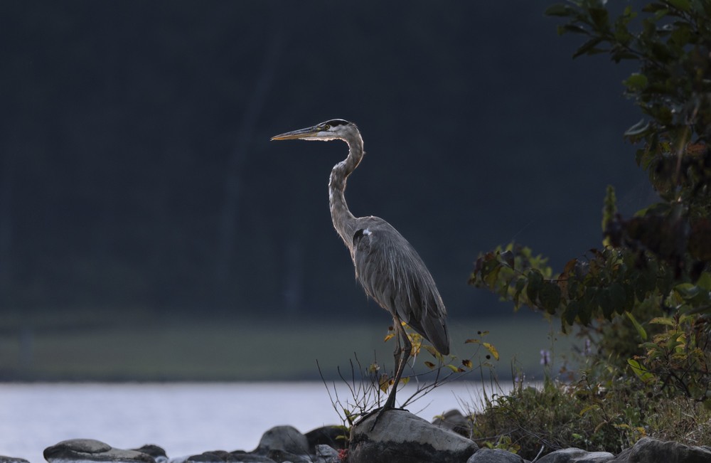 Great Blue Heron - ML641663479