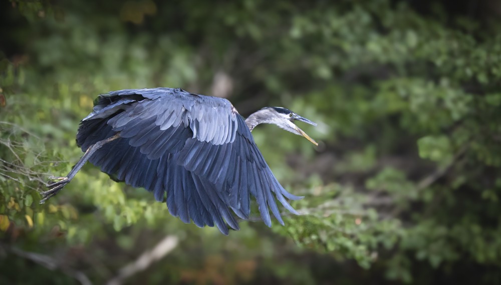 Great Blue Heron - ML641663480