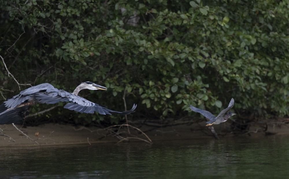 Green Heron - ML641663497