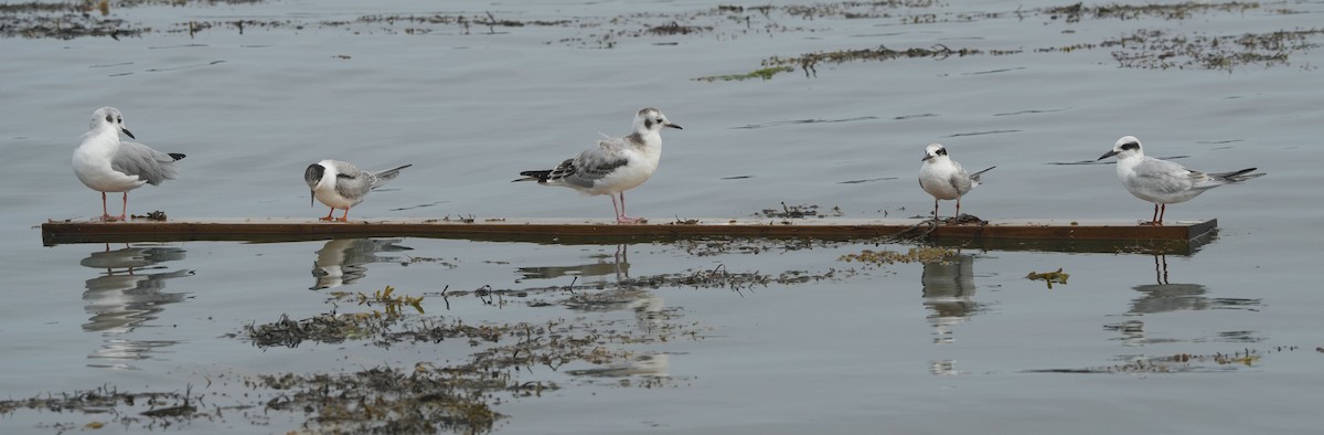 メリケンアジサシ - ML641663517