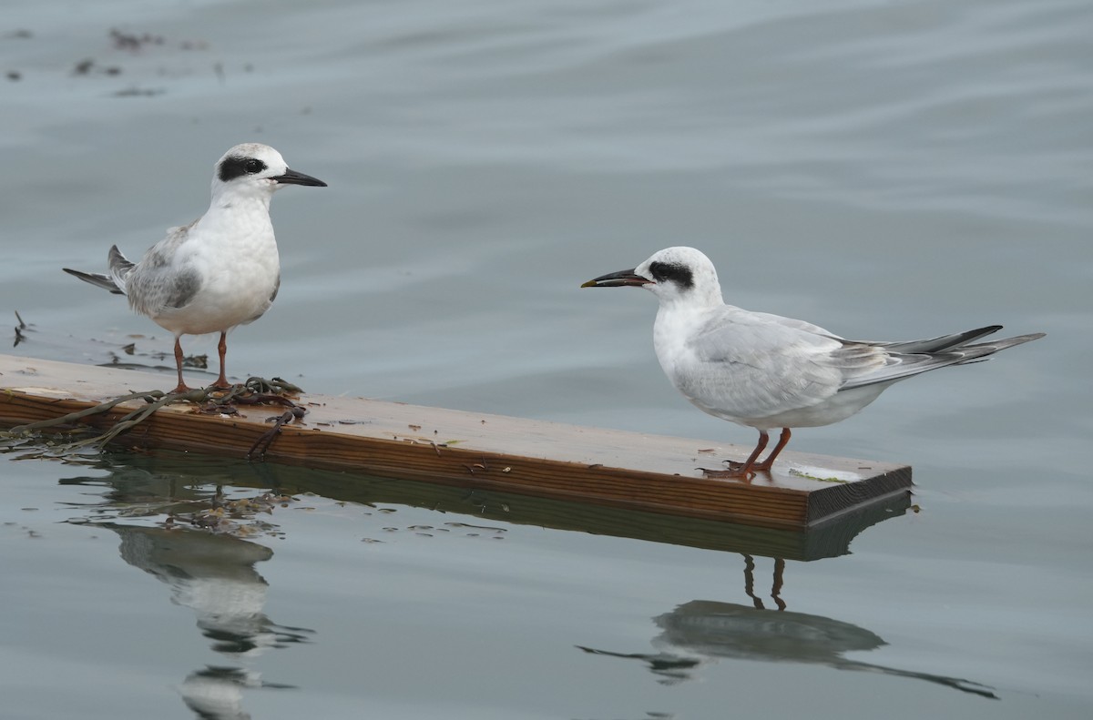 メリケンアジサシ - ML641663522