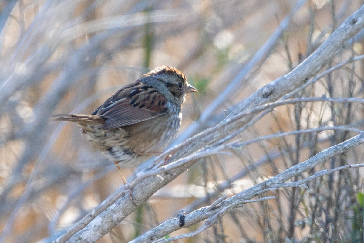 Swamp Sparrow - ML641663529