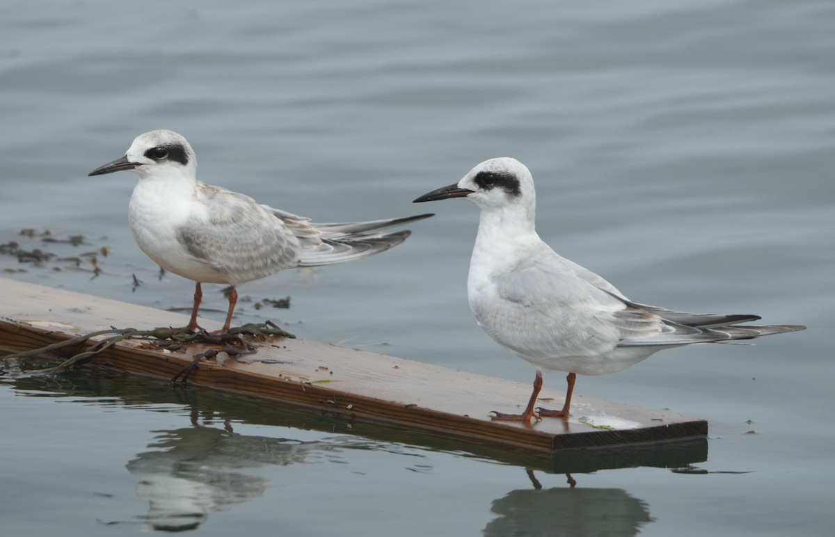 メリケンアジサシ - ML641663537