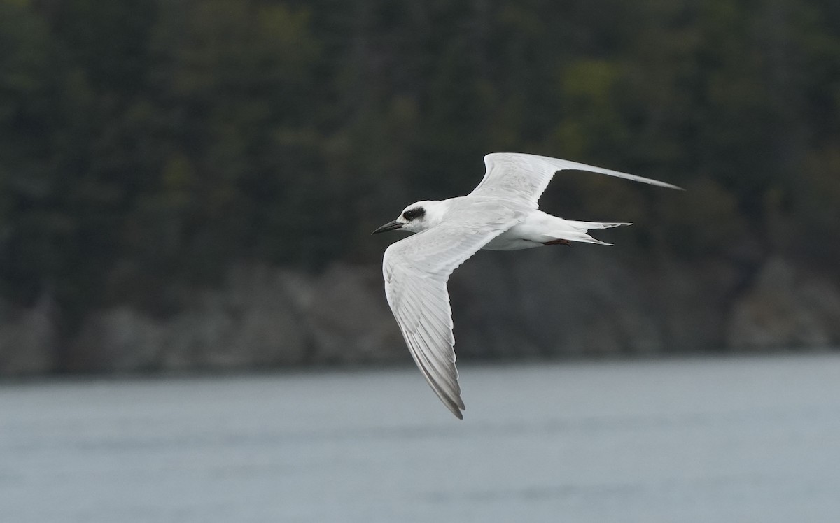 メリケンアジサシ - ML641663546