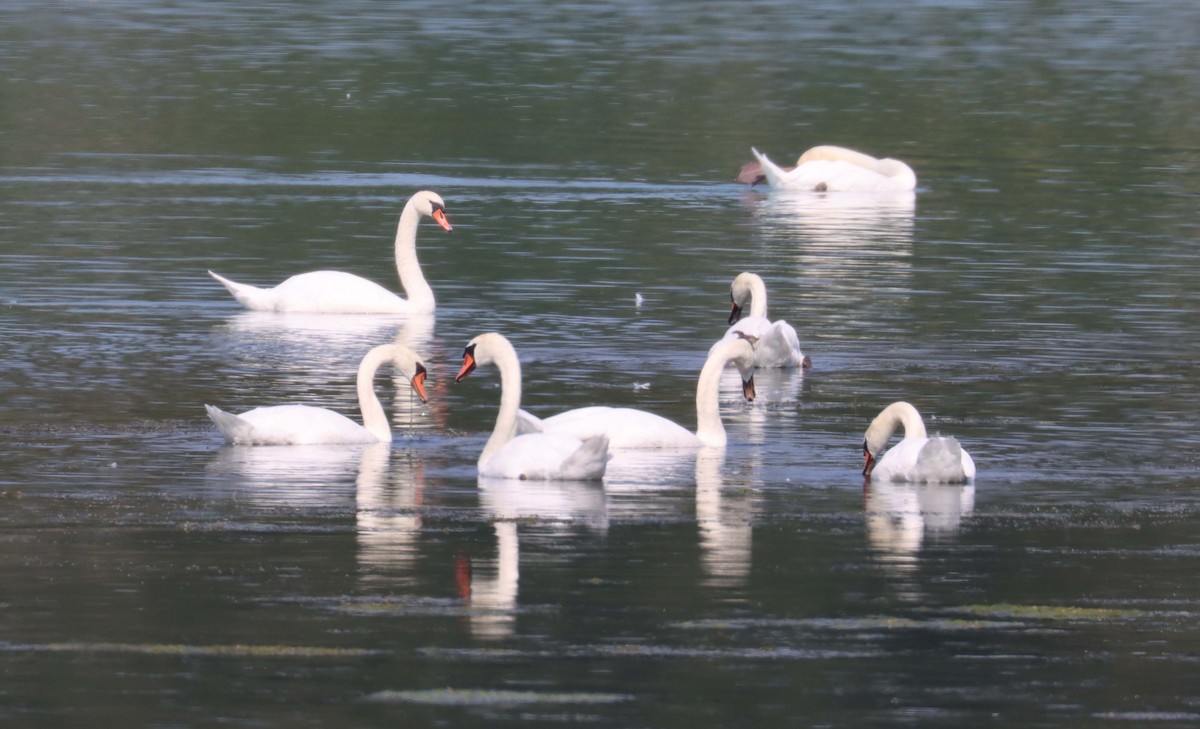 Mute Swan - ML641663569