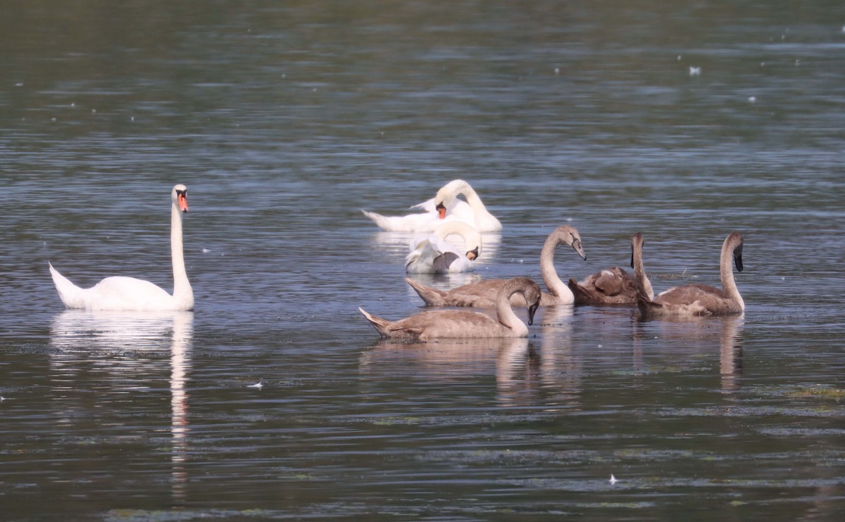 Mute Swan - ML641663571