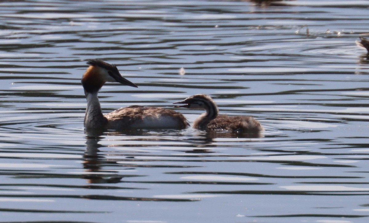 Great Crested Grebe - ML641663572