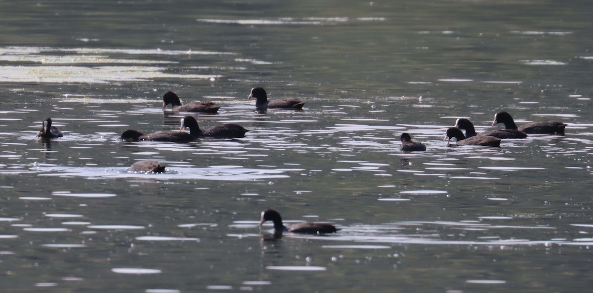 Eurasian Coot - ML641663575