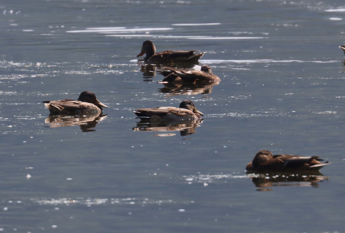 Mallard - ML641663579