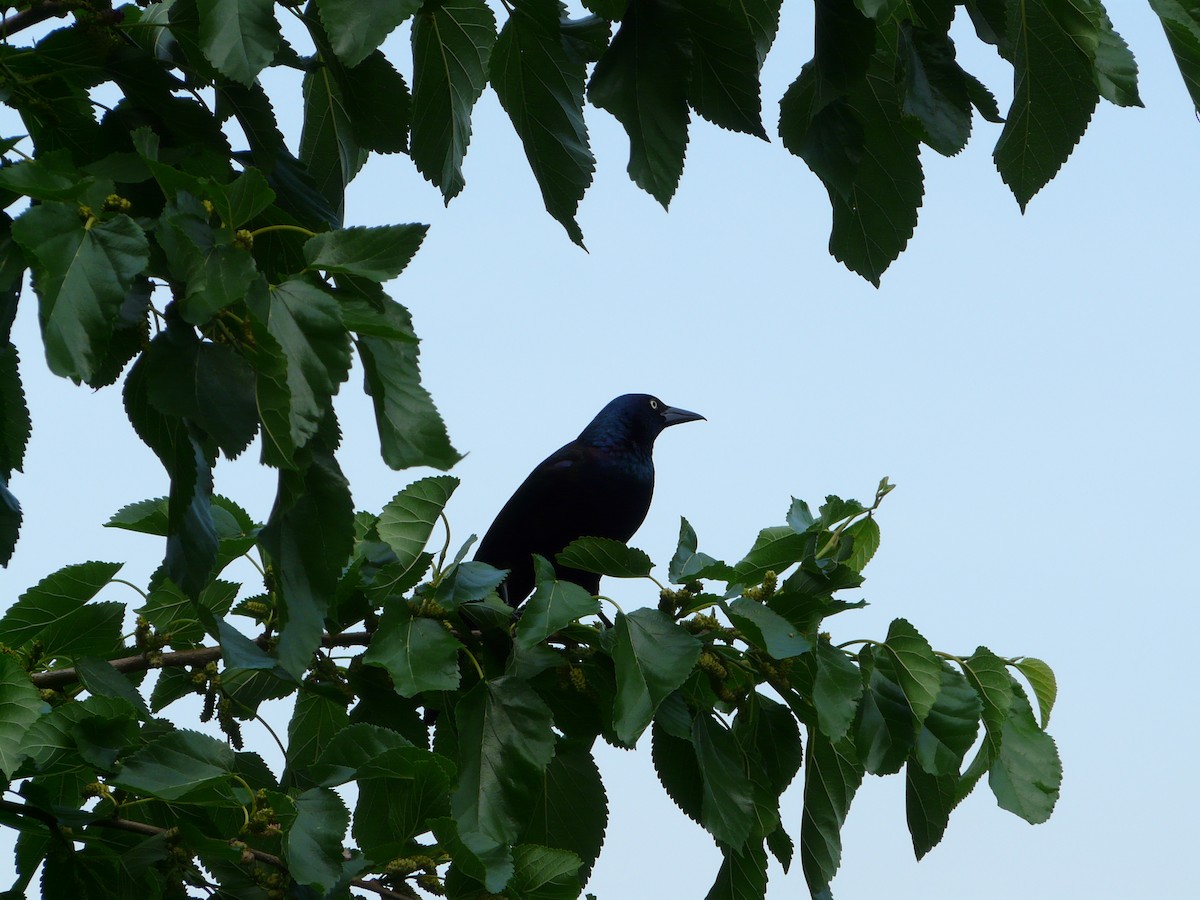 Common Grackle - ML641663580