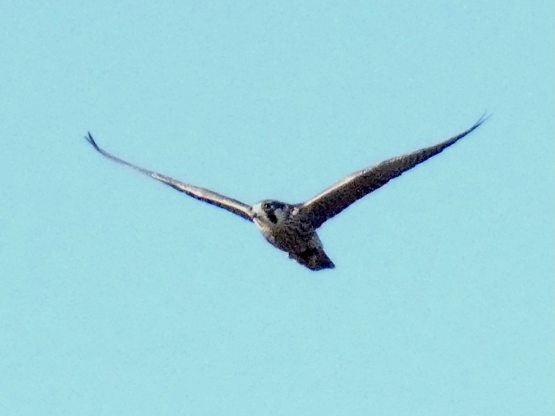 Gökdoğan - ML641663656